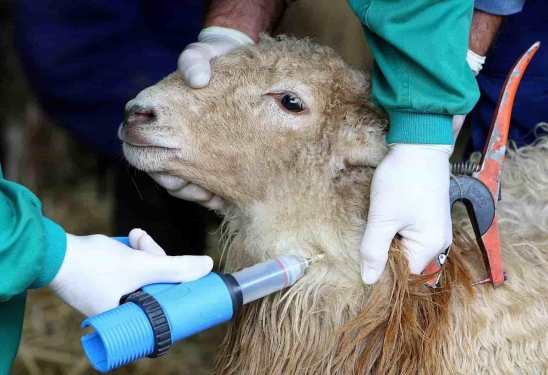 На территории Астраханской области в одном из хозяйств Енотаевского района выявлен очаг заболевания оспой овец и коз