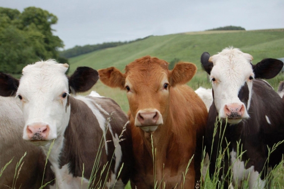 Информация для владельцев хозяйств, занимающихся  содержанием и разведением сельскохозяйственных животных