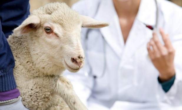 На территории Астраханской области в одном из хозяйств Енотаевского района выявлен очаг заболевания оспой овец и коз.