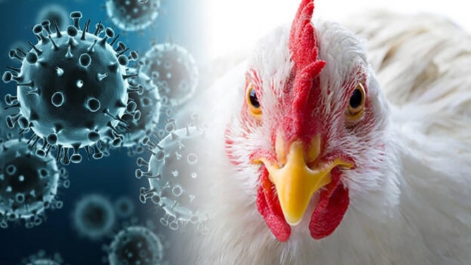 Информация об обнаружении высокопатогенного гриппа А птиц подтип Н5 на ООО «Птицефабрика «Владимировская»