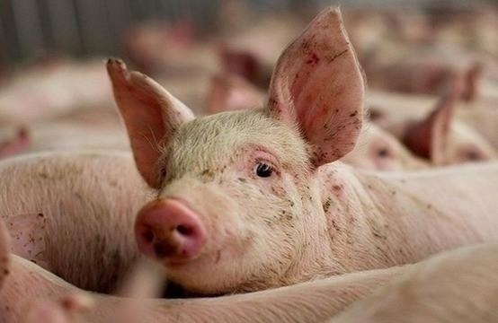​Информация о сохранении в осенний период 2025 года высокого уровня рисков заноса и распространения возбудителя особо опасной болезни свиней (ООБ)