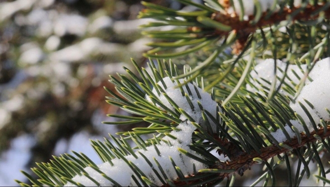 Снега и морозы пришли на месяц в Астраханскую область