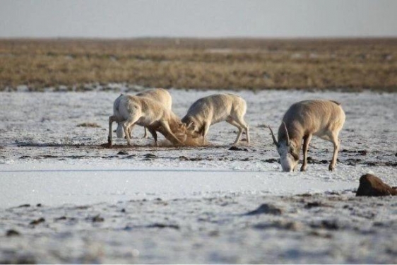 Администрация города сообщает о миграции сайгаков на территории Астраханской области.