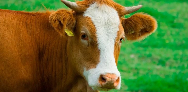 Информация для владельцев хозяйств, занимающихся содержанием и разведением сельскохозяйственных животных