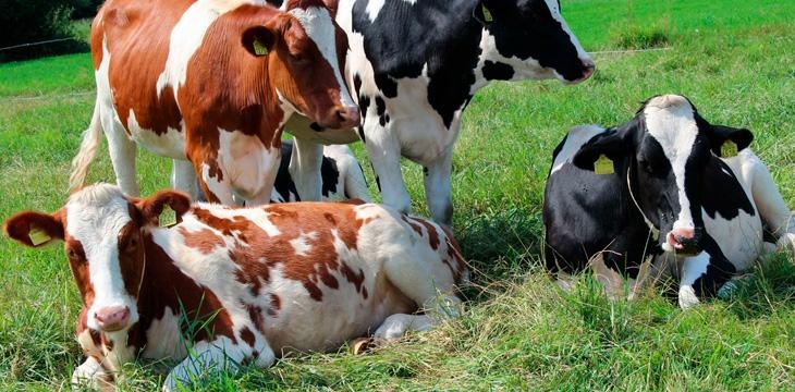 Информация для владельцев сельскохозяйственных животных